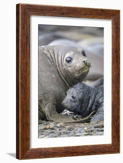 Southern Elephant Seal pup with mother, South Georgia-Alex Hyde-Framed Photographic Print