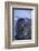 Southern Elephant Seal Pup-DLILLC-Framed Photographic Print