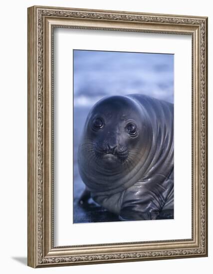 Southern Elephant Seal Pup-DLILLC-Framed Photographic Print