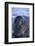 Southern Elephant Seal Pup-DLILLC-Framed Photographic Print