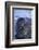 Southern Elephant Seal Pup-DLILLC-Framed Photographic Print