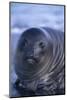 Southern Elephant Seal Pup-DLILLC-Mounted Photographic Print