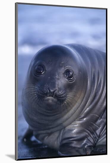 Southern Elephant Seal Pup-DLILLC-Mounted Photographic Print