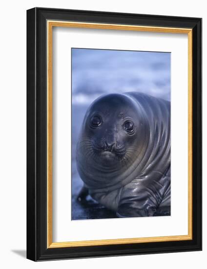 Southern Elephant Seal Pup-DLILLC-Framed Photographic Print