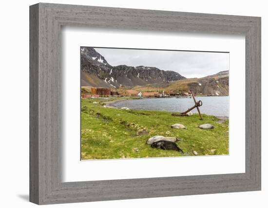 Southern Elephant Seal Pups (Mirounga Leonina) after Being Weaned, Grytviken Harbor, South Georgia-Michael Nolan-Framed Photographic Print