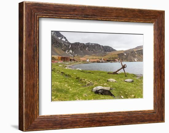 Southern Elephant Seal Pups (Mirounga Leonina) after Being Weaned, Grytviken Harbor, South Georgia-Michael Nolan-Framed Photographic Print