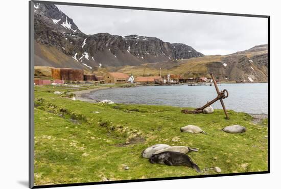 Southern Elephant Seal Pups (Mirounga Leonina) after Being Weaned, Grytviken Harbor, South Georgia-Michael Nolan-Mounted Photographic Print