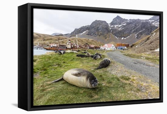 Southern Elephant Seal Pups (Mirounga Leonina) after Weaning in Grytviken Harbor, South Georgia-Michael Nolan-Framed Premier Image Canvas