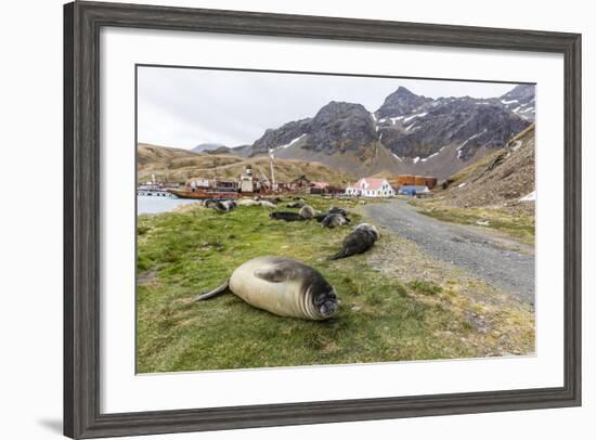 Southern Elephant Seal Pups (Mirounga Leonina) after Weaning in Grytviken Harbor, South Georgia-Michael Nolan-Framed Photographic Print