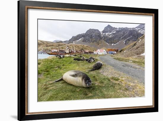 Southern Elephant Seal Pups (Mirounga Leonina) after Weaning in Grytviken Harbor, South Georgia-Michael Nolan-Framed Photographic Print