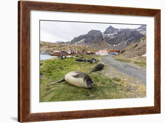 Southern Elephant Seal Pups (Mirounga Leonina) after Weaning in Grytviken Harbor, South Georgia-Michael Nolan-Framed Photographic Print