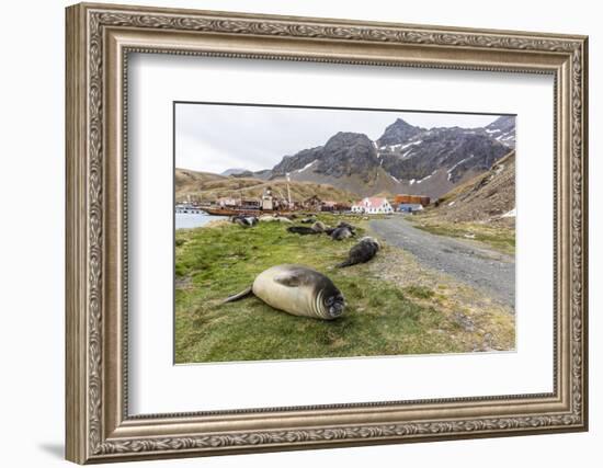 Southern Elephant Seal Pups (Mirounga Leonina) after Weaning in Grytviken Harbor, South Georgia-Michael Nolan-Framed Photographic Print