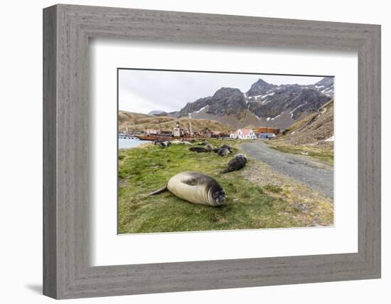 Southern Elephant Seal Pups (Mirounga Leonina) after Weaning in Grytviken Harbor, South Georgia-Michael Nolan-Framed Photographic Print