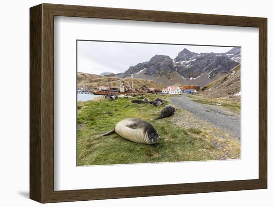 Southern Elephant Seal Pups (Mirounga Leonina) after Weaning in Grytviken Harbor, South Georgia-Michael Nolan-Framed Photographic Print