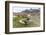 Southern Elephant Seal Pups (Mirounga Leonina) after Weaning in Grytviken Harbor, South Georgia-Michael Nolan-Framed Photographic Print