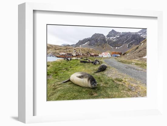Southern Elephant Seal Pups (Mirounga Leonina) after Weaning in Grytviken Harbor, South Georgia-Michael Nolan-Framed Photographic Print