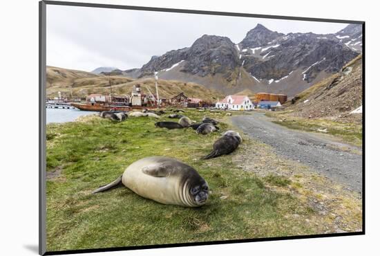 Southern Elephant Seal Pups (Mirounga Leonina) after Weaning in Grytviken Harbor, South Georgia-Michael Nolan-Mounted Photographic Print