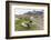 Southern Elephant Seal Pups (Mirounga Leonina) after Weaning in Grytviken Harbor, South Georgia-Michael Nolan-Framed Photographic Print