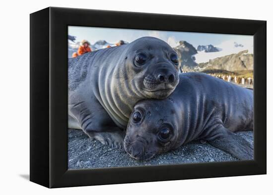 Southern Elephant Seal Pups (Mirounga Leonina), Gold Harbor, South Georgia, Polar Regions-Michael Nolan-Framed Premier Image Canvas