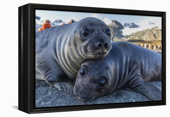 Southern Elephant Seal Pups (Mirounga Leonina), Gold Harbor, South Georgia, Polar Regions-Michael Nolan-Framed Premier Image Canvas