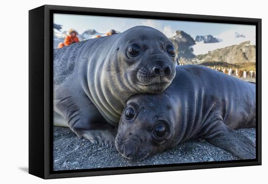 Southern Elephant Seal Pups (Mirounga Leonina), Gold Harbor, South Georgia, Polar Regions-Michael Nolan-Framed Premier Image Canvas