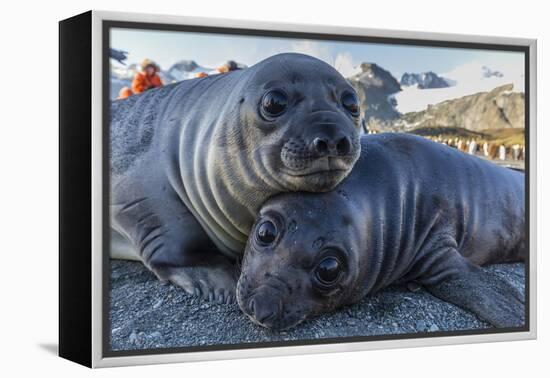 Southern Elephant Seal Pups (Mirounga Leonina), Gold Harbor, South Georgia, Polar Regions-Michael Nolan-Framed Premier Image Canvas