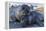Southern Elephant Seal Pups (Mirounga Leonina), Gold Harbor, South Georgia, Polar Regions-Michael Nolan-Framed Premier Image Canvas