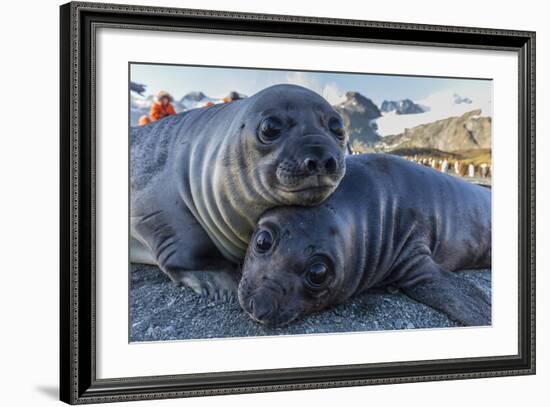 Southern Elephant Seal Pups (Mirounga Leonina), Gold Harbor, South Georgia, Polar Regions-Michael Nolan-Framed Photographic Print