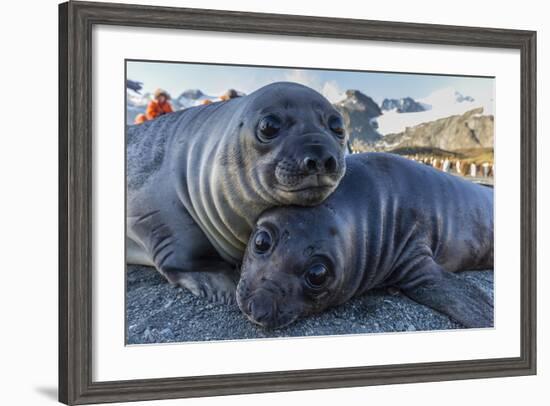 Southern Elephant Seal Pups (Mirounga Leonina), Gold Harbor, South Georgia, Polar Regions-Michael Nolan-Framed Photographic Print