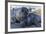 Southern Elephant Seal Pups (Mirounga Leonina), Gold Harbor, South Georgia, Polar Regions-Michael Nolan-Framed Photographic Print