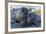 Southern Elephant Seal Pups (Mirounga Leonina), Gold Harbor, South Georgia, Polar Regions-Michael Nolan-Framed Photographic Print