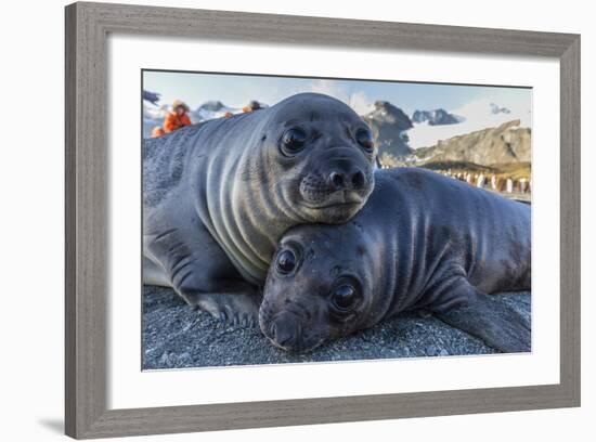 Southern Elephant Seal Pups (Mirounga Leonina), Gold Harbor, South Georgia, Polar Regions-Michael Nolan-Framed Photographic Print