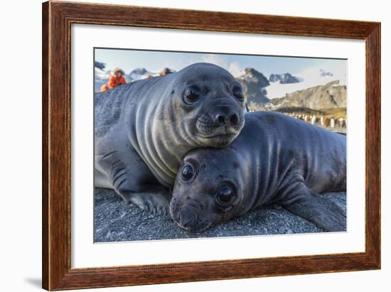 Southern Elephant Seal Pups (Mirounga Leonina), Gold Harbor, South Georgia, Polar Regions-Michael Nolan-Framed Photographic Print