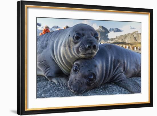 Southern Elephant Seal Pups (Mirounga Leonina), Gold Harbor, South Georgia, Polar Regions-Michael Nolan-Framed Photographic Print