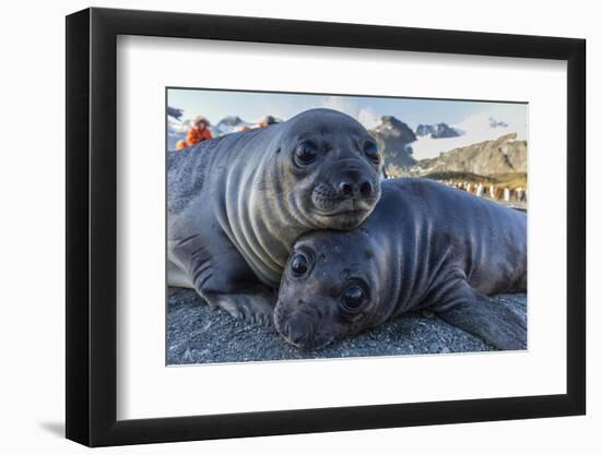 Southern Elephant Seal Pups (Mirounga Leonina), Gold Harbor, South Georgia, Polar Regions-Michael Nolan-Framed Photographic Print