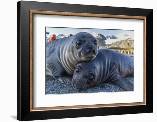 Southern Elephant Seal Pups (Mirounga Leonina), Gold Harbor, South Georgia, Polar Regions-Michael Nolan-Framed Photographic Print