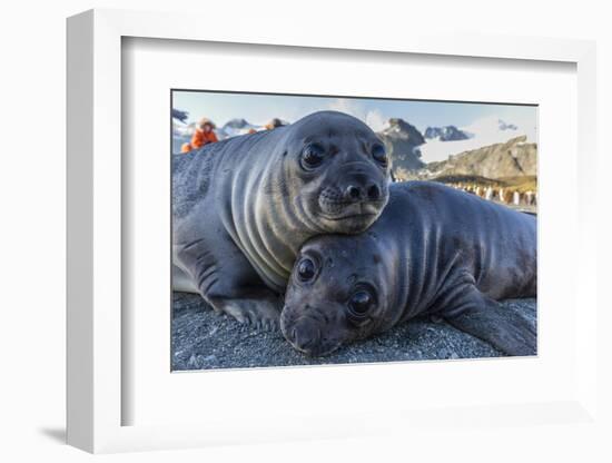 Southern Elephant Seal Pups (Mirounga Leonina), Gold Harbor, South Georgia, Polar Regions-Michael Nolan-Framed Photographic Print