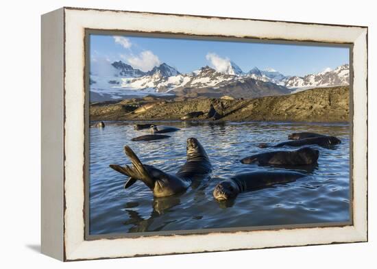 Southern Elephant Seal Pups (Mirounga Leonina), in Melt Water Pond, St. Andrews Bay, South Georgia-Michael Nolan-Framed Premier Image Canvas