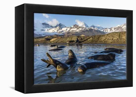 Southern Elephant Seal Pups (Mirounga Leonina), in Melt Water Pond, St. Andrews Bay, South Georgia-Michael Nolan-Framed Premier Image Canvas