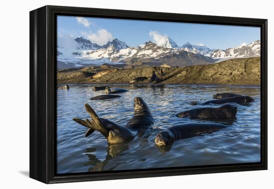 Southern Elephant Seal Pups (Mirounga Leonina), in Melt Water Pond, St. Andrews Bay, South Georgia-Michael Nolan-Framed Premier Image Canvas