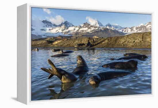 Southern Elephant Seal Pups (Mirounga Leonina), in Melt Water Pond, St. Andrews Bay, South Georgia-Michael Nolan-Framed Premier Image Canvas