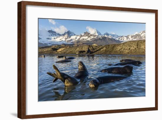 Southern Elephant Seal Pups (Mirounga Leonina), in Melt Water Pond, St. Andrews Bay, South Georgia-Michael Nolan-Framed Photographic Print