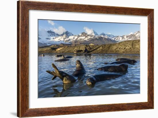 Southern Elephant Seal Pups (Mirounga Leonina), in Melt Water Pond, St. Andrews Bay, South Georgia-Michael Nolan-Framed Photographic Print