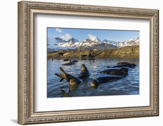 Southern Elephant Seal Pups (Mirounga Leonina), in Melt Water Pond, St. Andrews Bay, South Georgia-Michael Nolan-Framed Photographic Print