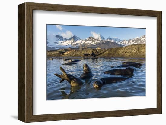 Southern Elephant Seal Pups (Mirounga Leonina), in Melt Water Pond, St. Andrews Bay, South Georgia-Michael Nolan-Framed Photographic Print