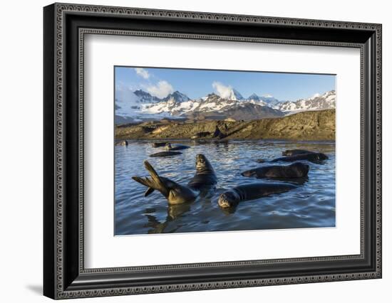 Southern Elephant Seal Pups (Mirounga Leonina), in Melt Water Pond, St. Andrews Bay, South Georgia-Michael Nolan-Framed Photographic Print