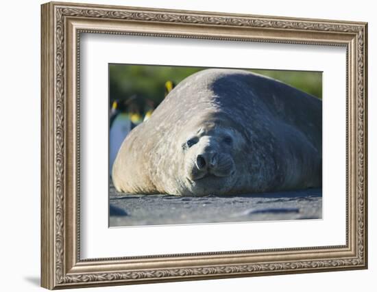 Southern Elephant Seal Relaxing in the Sand-DLILLC-Framed Photographic Print