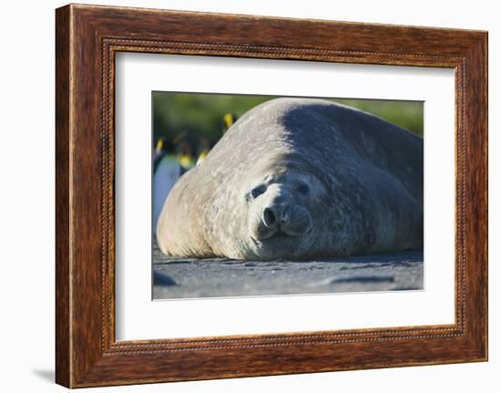 Southern Elephant Seal Relaxing in the Sand-DLILLC-Framed Photographic Print