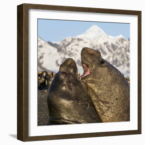 Southern elephant seal, two males fighting. St Andrews Bay, South Georgia-Tony Heald-Framed Photographic Print