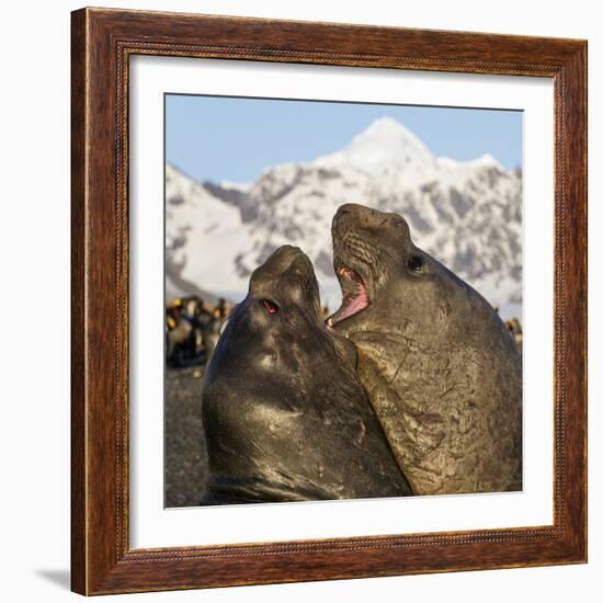 Southern elephant seal, two males fighting. St Andrews Bay, South Georgia-Tony Heald-Framed Photographic Print